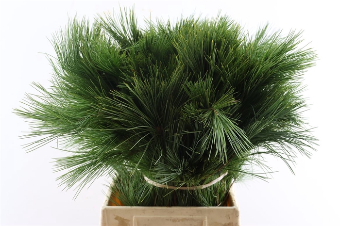 <h4>Pinus Strobus Keefer 50cm</h4>