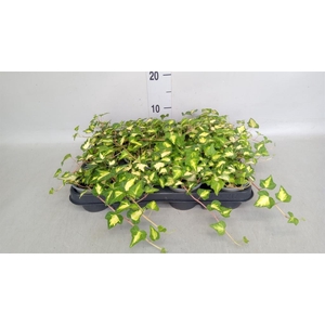Hedera helix 'Goldheart'