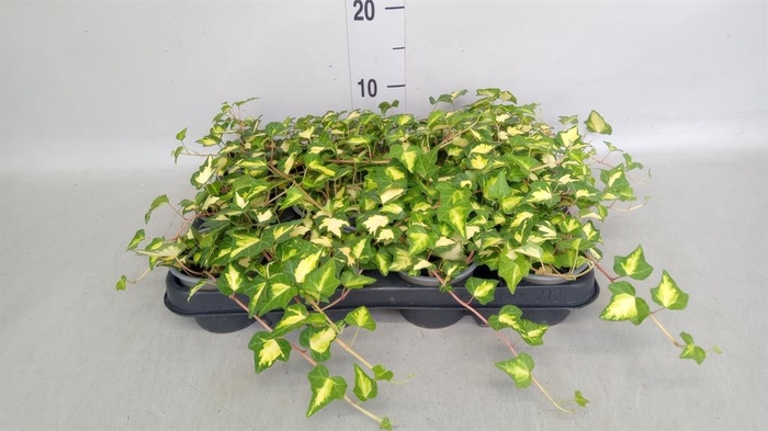 <h4>Hedera helix 'Goldheart'</h4>
