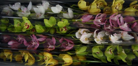 <h4>Cymbidium Mix Doos</h4>