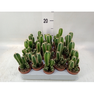 Cereus per. 'Florida'
