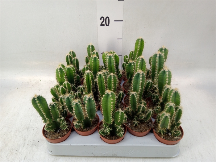 <h4>Cereus per. 'Florida'</h4>