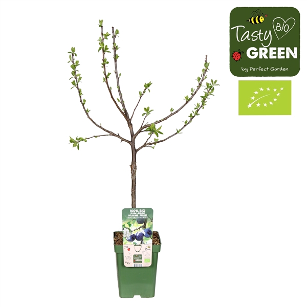 <h4>Prunus domestica Hauszwetsche Bio P23</h4>