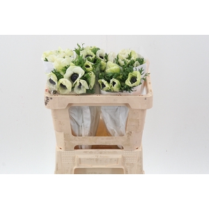 Anem Co Mar White