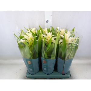 Guzmania  'Deseo White'