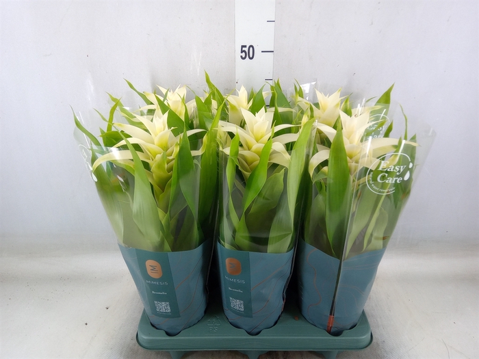 <h4>Guzmania  'Deseo White'</h4>