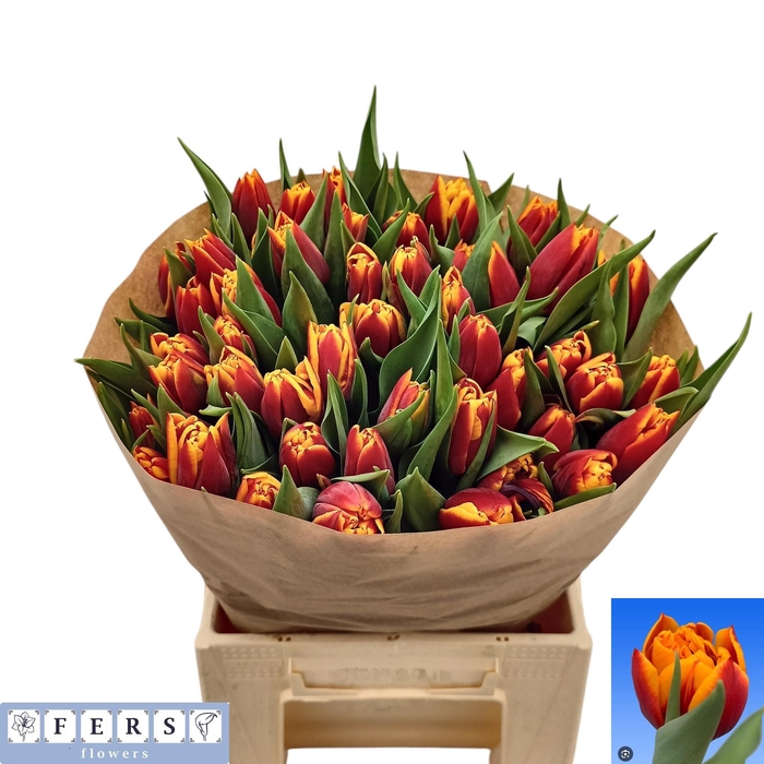 <h4>TU DU ATLAS</h4>