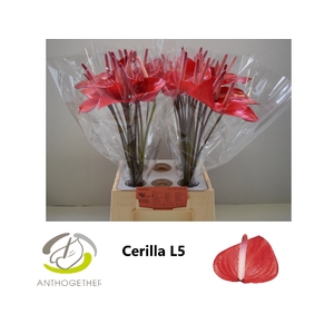 Anthurium  Cerilla
