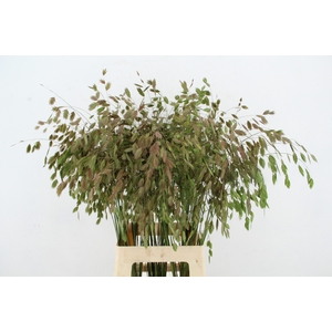 GRAS CHASM LATIFOLIUM AUTUMN