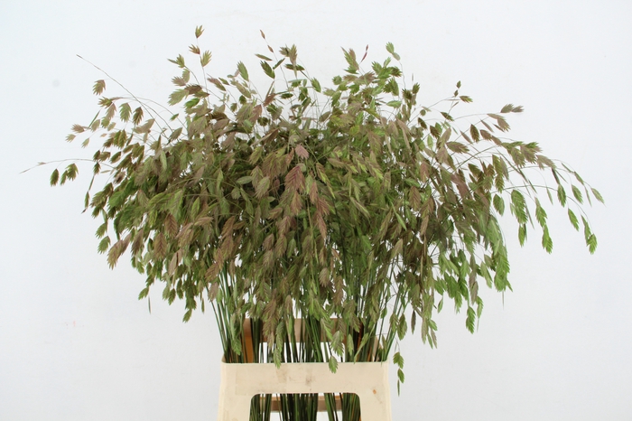 <h4>GRAS CHASM LATIFOLIUM AUTUMN</h4>