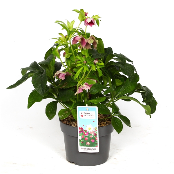 <h4>Helleborus Viv Eloisa P19</h4>