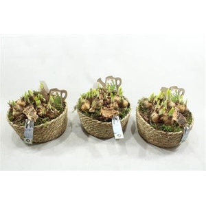 21313 GEVL MAND TETE