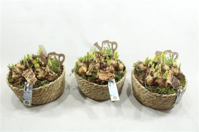 <h4>21313 GEVL MAND TETE</h4>