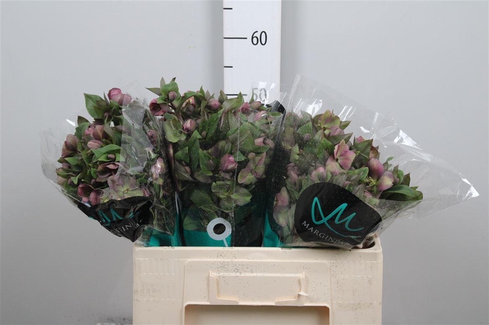 <h4>Hell Mammoth Pink</h4>