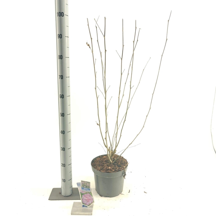 <h4>Hibiscus syriacus Lavender Chiffon</h4>