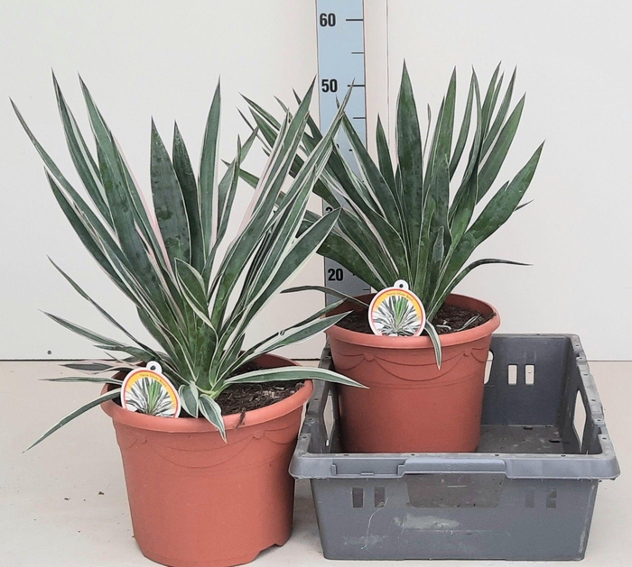 <h4>YUCCA GLOR VARIEGATA</h4>