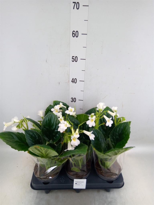 <h4>Streptocarpus   ...</h4>