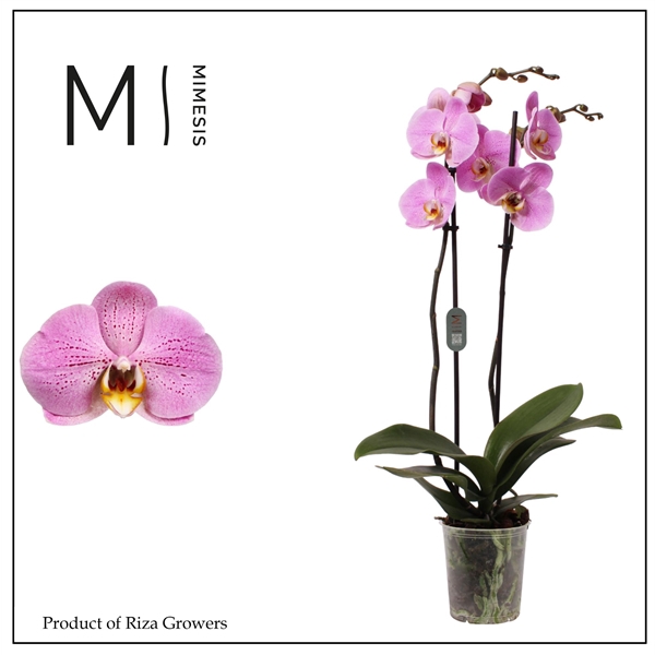 <h4>Mimesis Phal. Seine - 2 spike 12cm</h4>