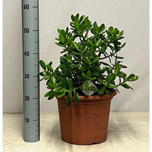 CRASS OVATA