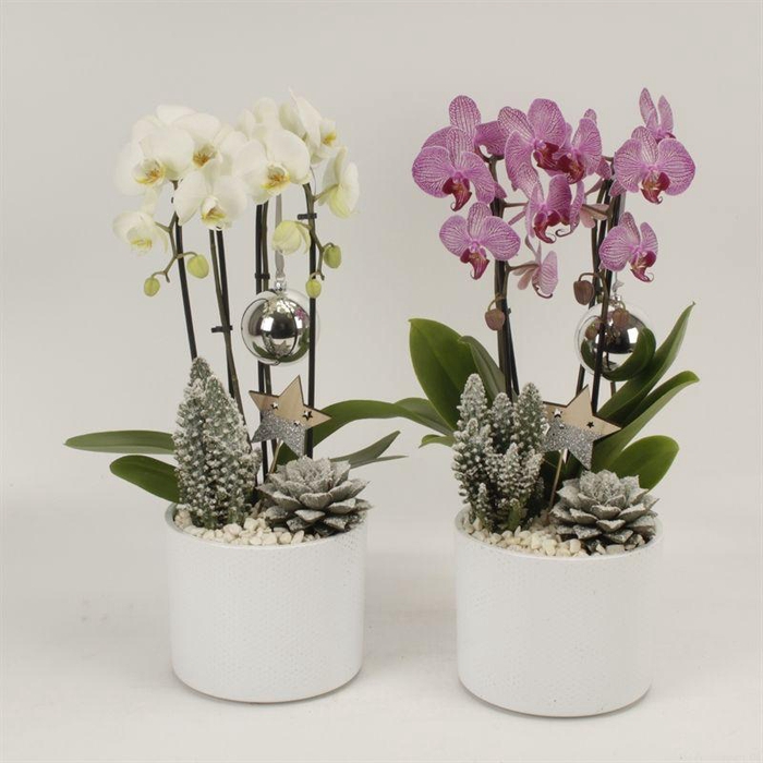 <h4>Phal Casc Gemengd 2 Tak Keramiek Gaia</h4>