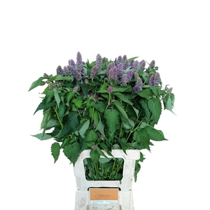 AGASTACHE OV
