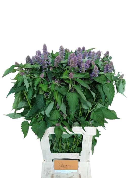 <h4>AGASTACHE OV</h4>