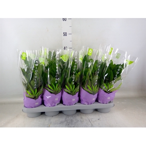 Zamioculcas zamiifolia