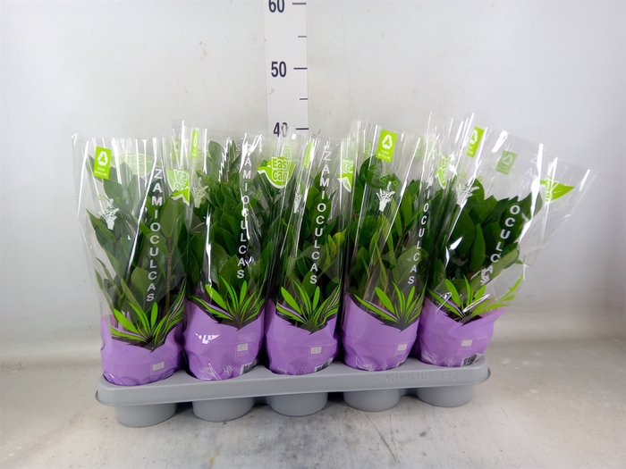 <h4>Zamioculcas zamiifolia</h4>