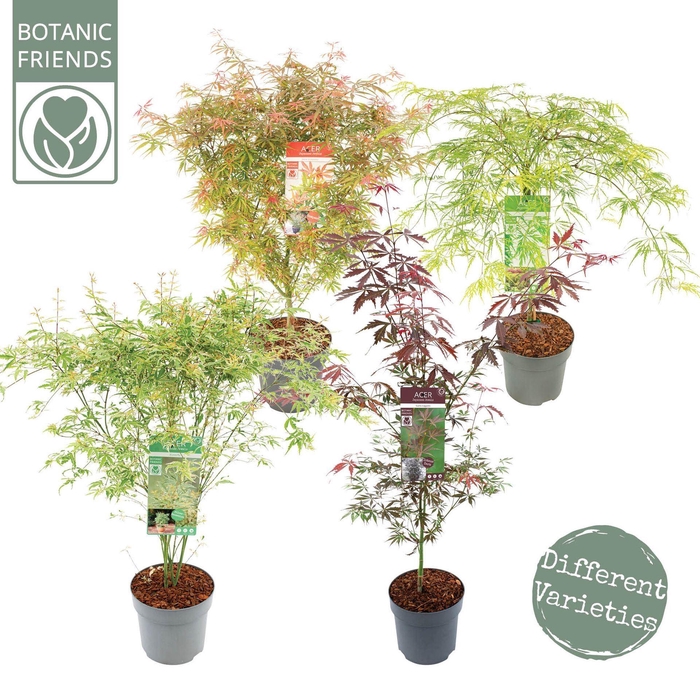 <h4>Acer palmatum</h4>