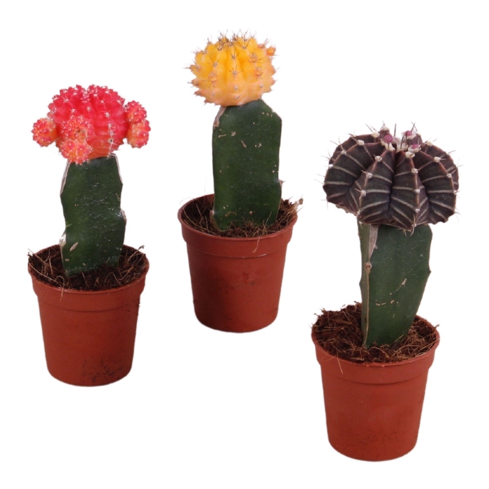<h4>Cactus mix Gymnocalycium Ø5,5cm</h4>