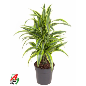 Dra Fr Lemon Lime Vertakt