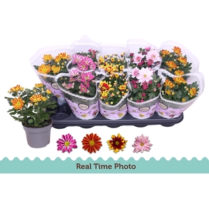 CHRYS GEM 2 KL BLOEM