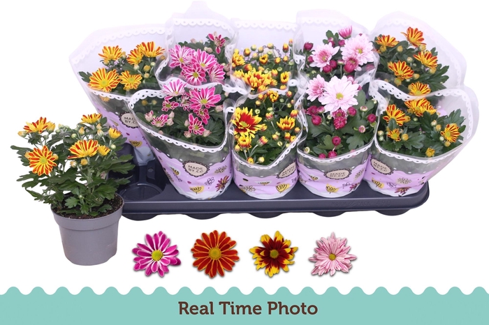 <h4>CHRYS GEM 2 KL BLOEM</h4>