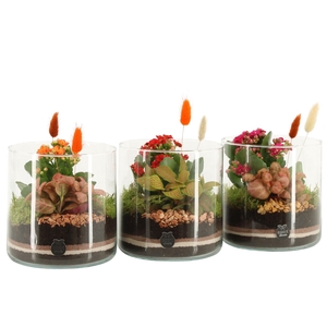 41587: Treasure time arrangement