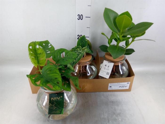 <h4>Planten  ..mix</h4>