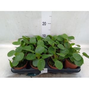 Pilea peperomoides