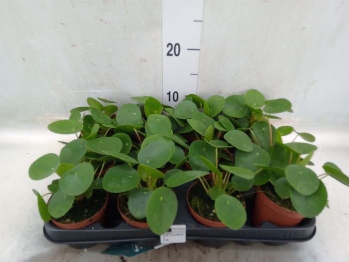 <h4>Pilea peperomoides</h4>