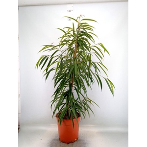 Ficus binn. 'Alii'
