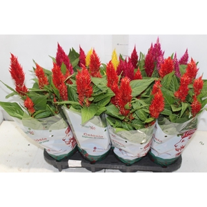 CELOSIA P14 VARIADO