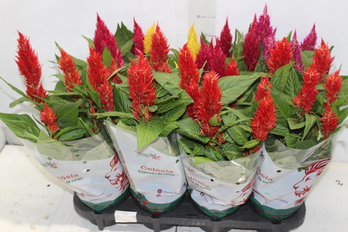 <h4>CELOSIA P14 VARIADO</h4>