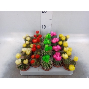 Cactus   ...decorated