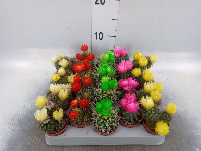 <h4>Cactus   ...decorated</h4>