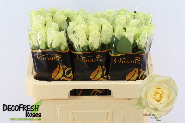 <h4>R Gr Albatros</h4>