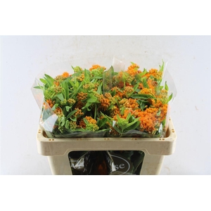 Asclepia Tuberosa Orange