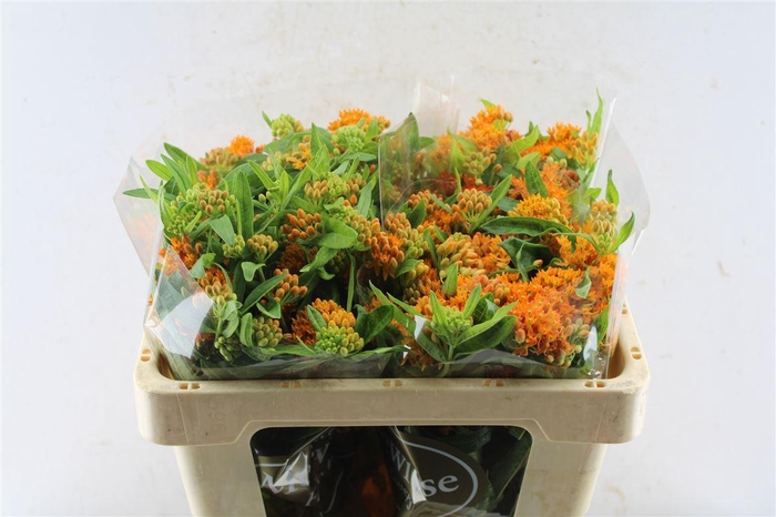 <h4>Asclepia Tuberosa Orange</h4>