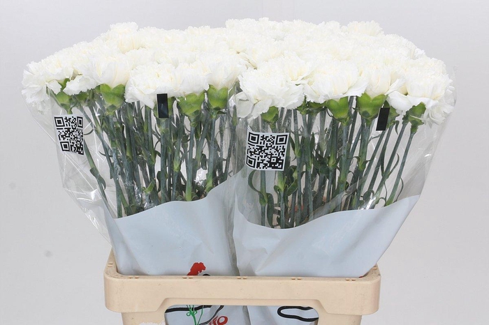 <h4>Dianthus St Holly</h4>