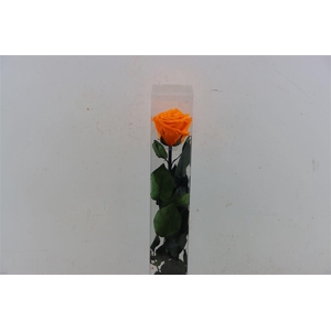 Ro Pres Stem 50cm Orange
