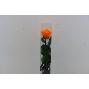 Ro Pres Stem 50cm Orange