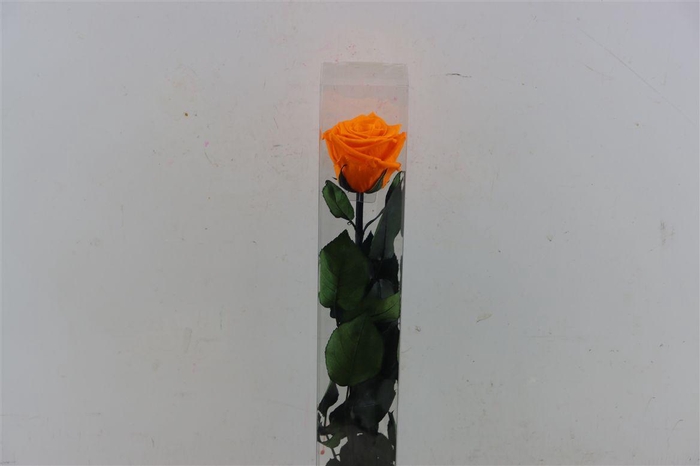 <h4>Ro Pres Stem 50cm Orange</h4>
