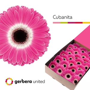 Gerbera Cubanita Doos